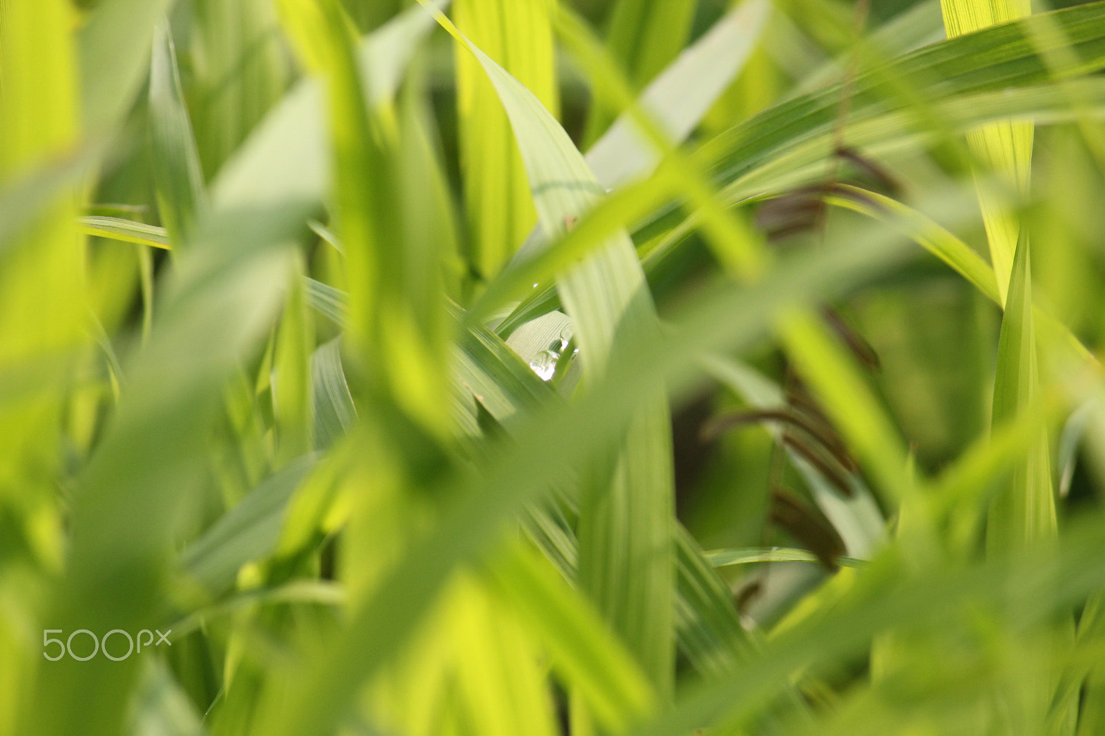 Canon EF-S 55-250mm F4-5.6 IS sample photo. Green earth photography