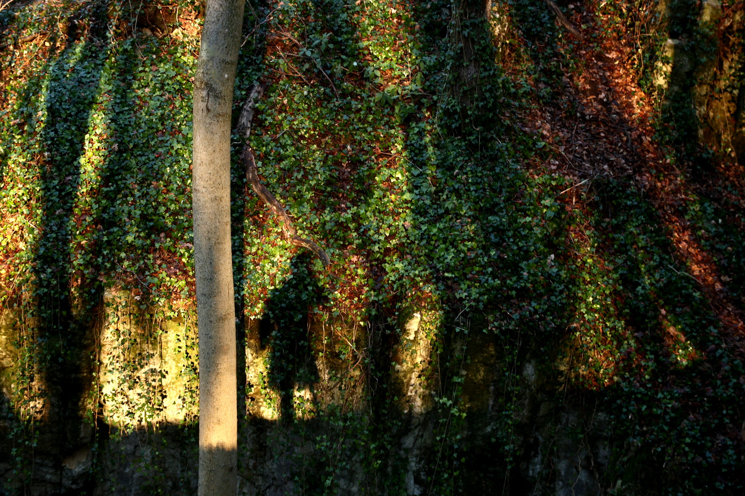 Canon EOS 100D (EOS Rebel SL1 / EOS Kiss X7) sample photo. Forest shadow photography