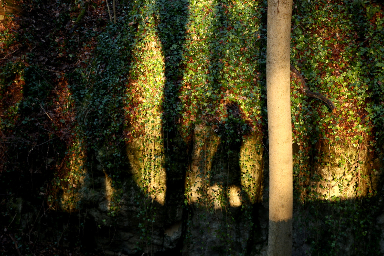 Canon EOS 100D (EOS Rebel SL1 / EOS Kiss X7) sample photo. Forest shadow 2 photography