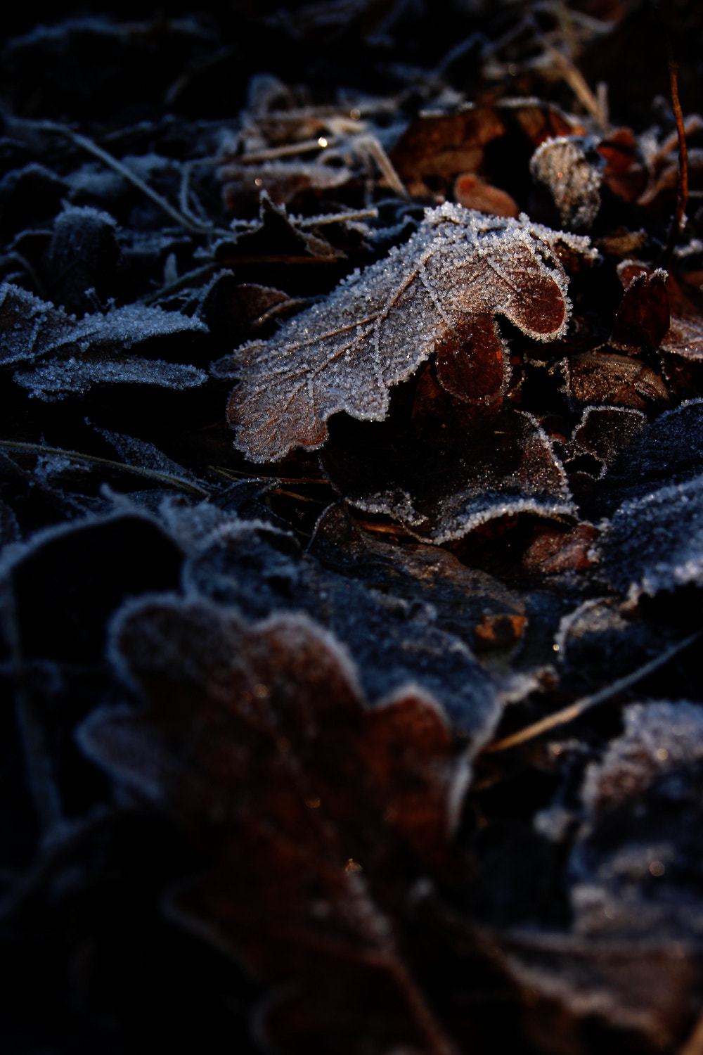 Canon EOS 100D (EOS Rebel SL1 / EOS Kiss X7) sample photo. Frosty leaves photography