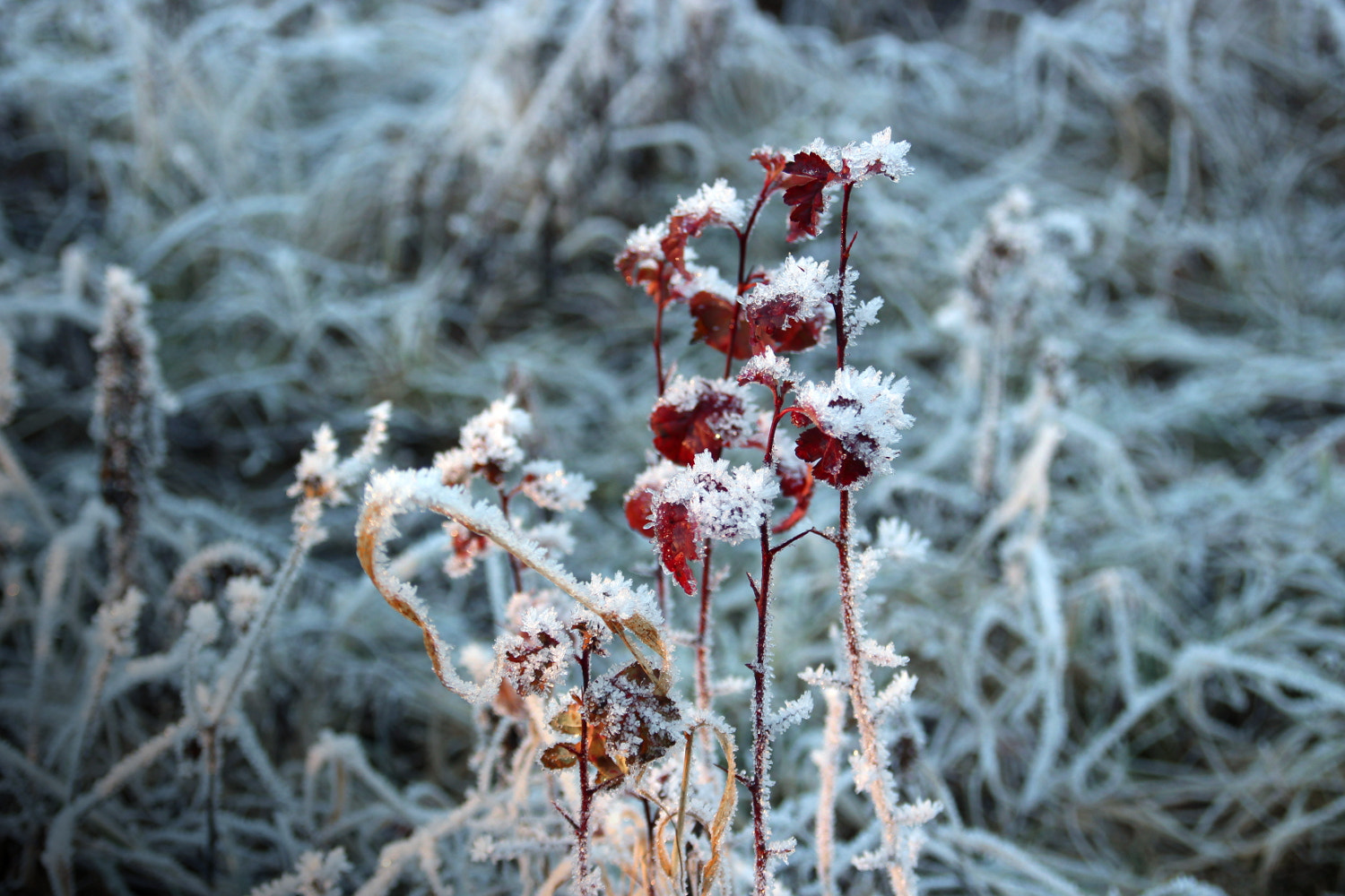 Canon EOS 100D (EOS Rebel SL1 / EOS Kiss X7) sample photo. Red grass in snow photography