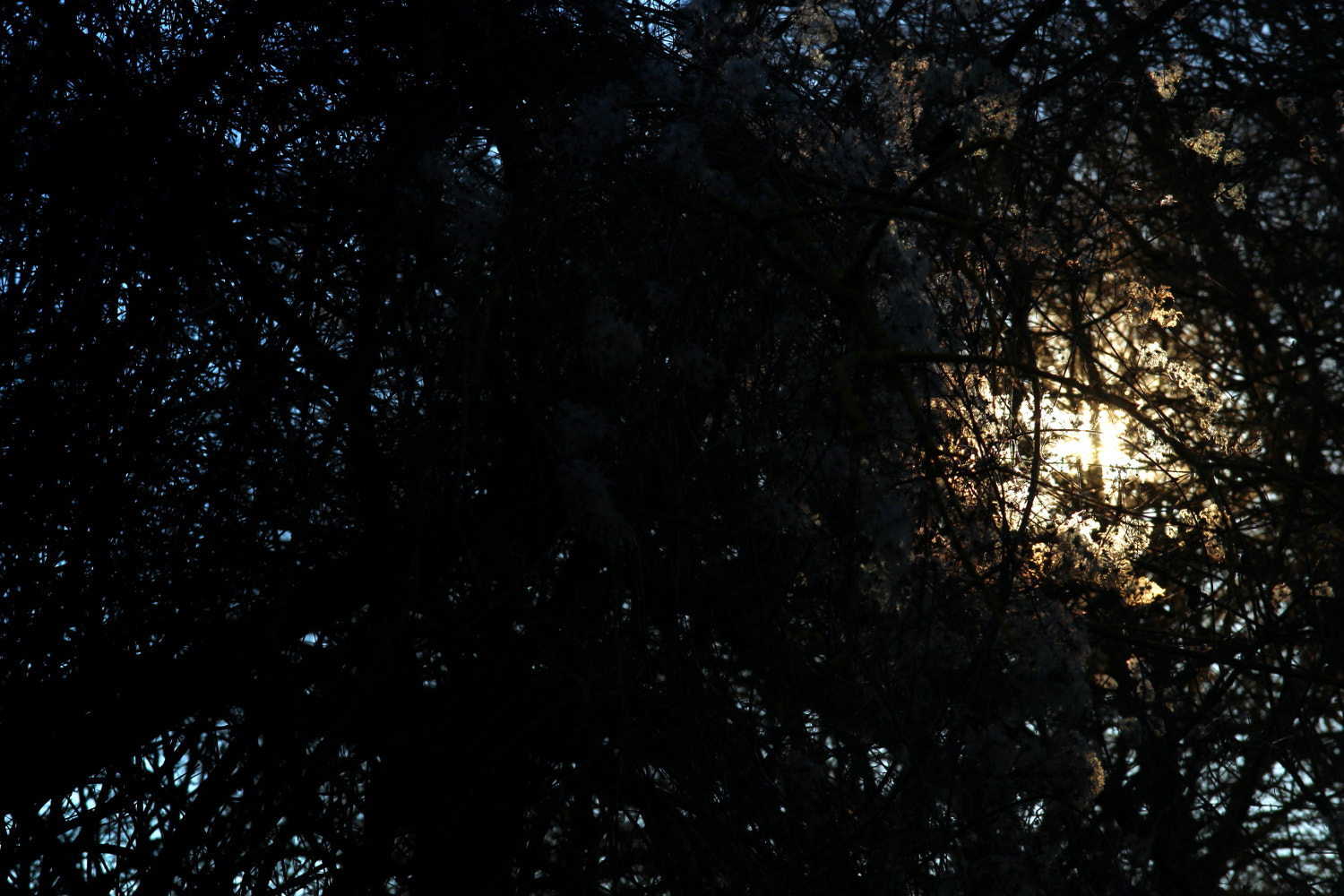 Canon EOS 100D (EOS Rebel SL1 / EOS Kiss X7) sample photo. Sun through trees photography