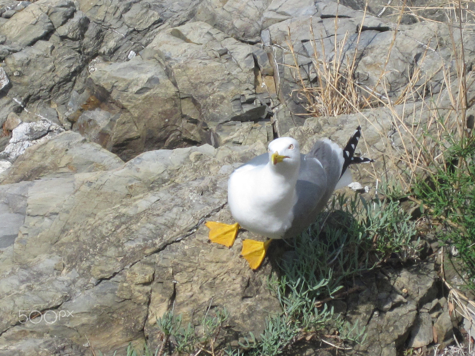 Canon PowerShot SD780 IS (Digital IXUS 100 IS / IXY Digital 210 IS) sample photo. Got any food? photography