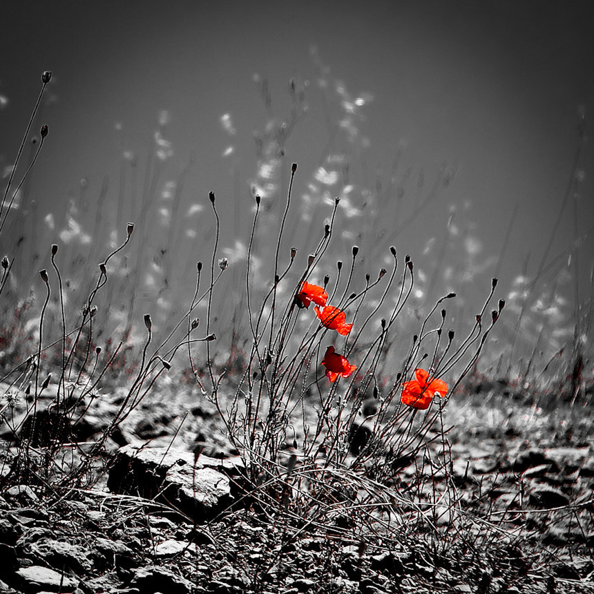 Canon EF-S 18-200mm F3.5-5.6 IS sample photo. Coquelicots sur gris photography