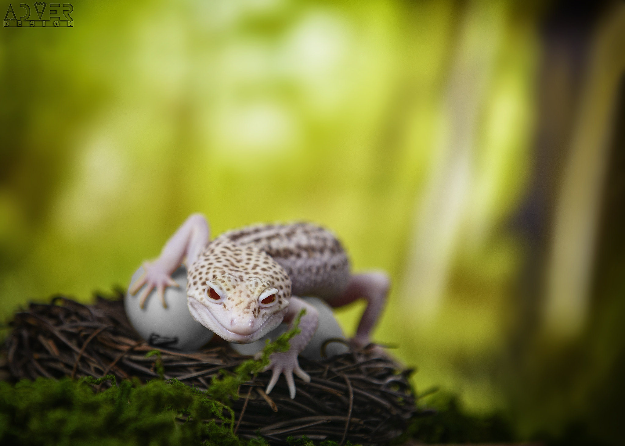 Nikon AF-S Nikkor 24-70mm F2.8G ED sample photo. Gollum photography