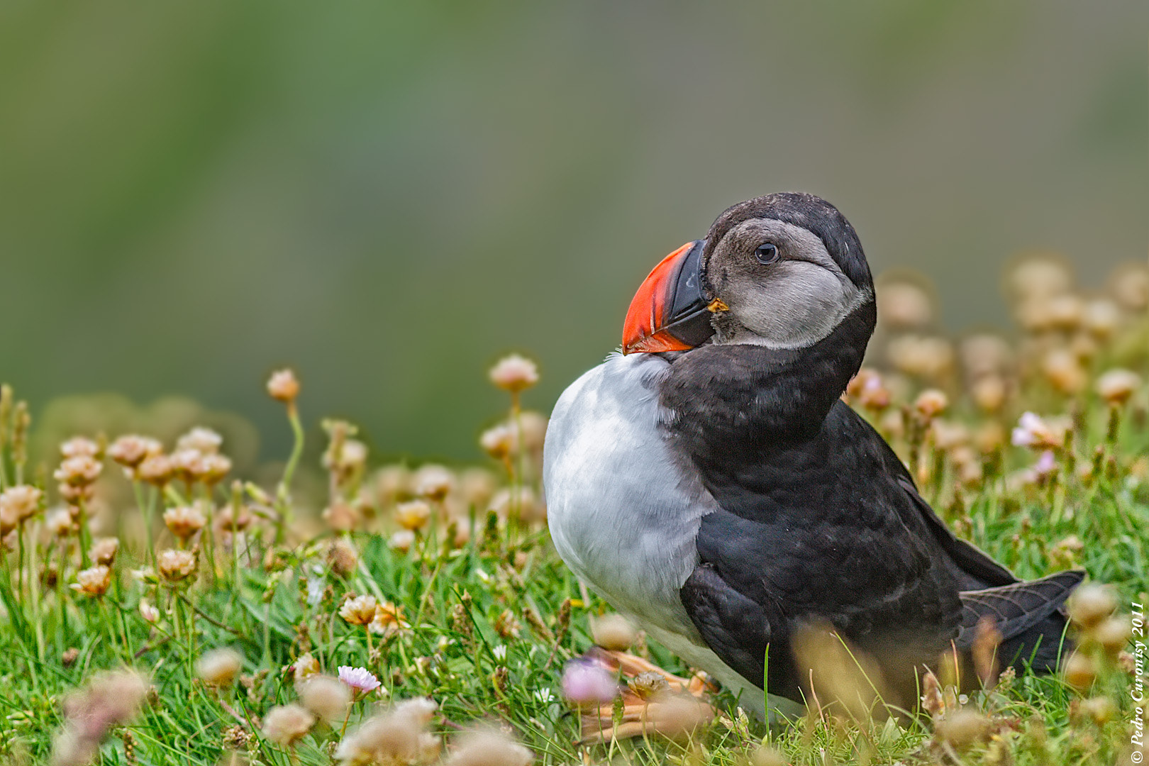 Canon EOS 7D + Canon EF 400mm F5.6L USM sample photo. Frailecillo atlántico photography