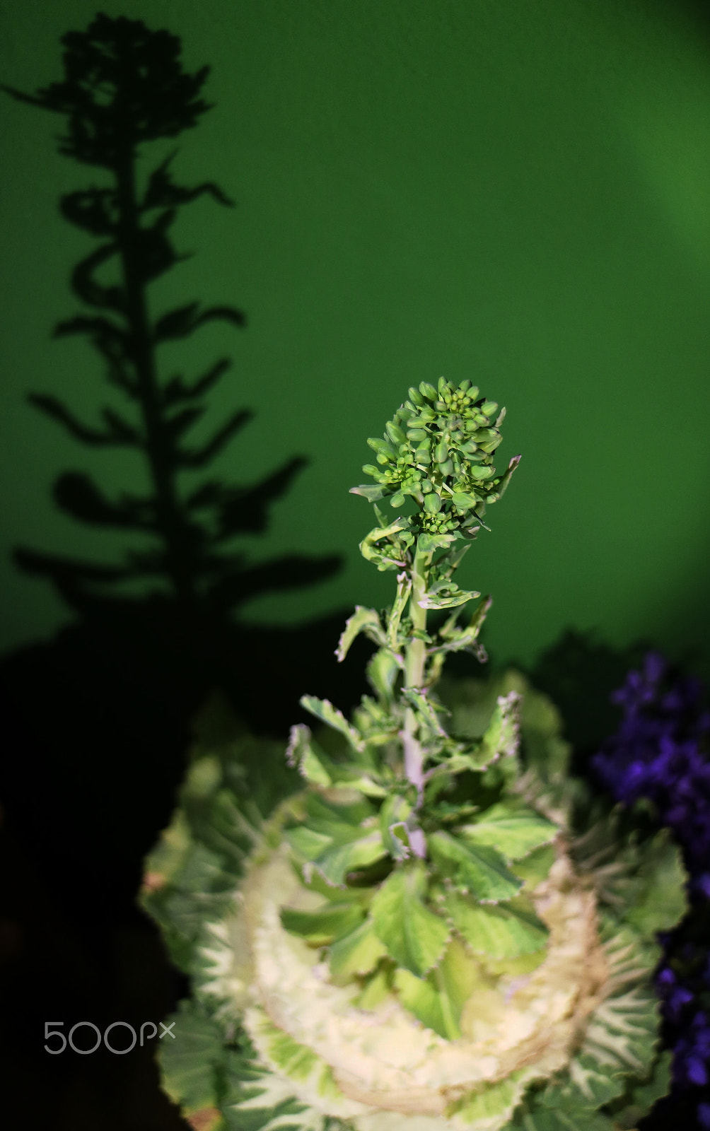 Canon EOS M3 sample photo. Waiting for the bloom photography