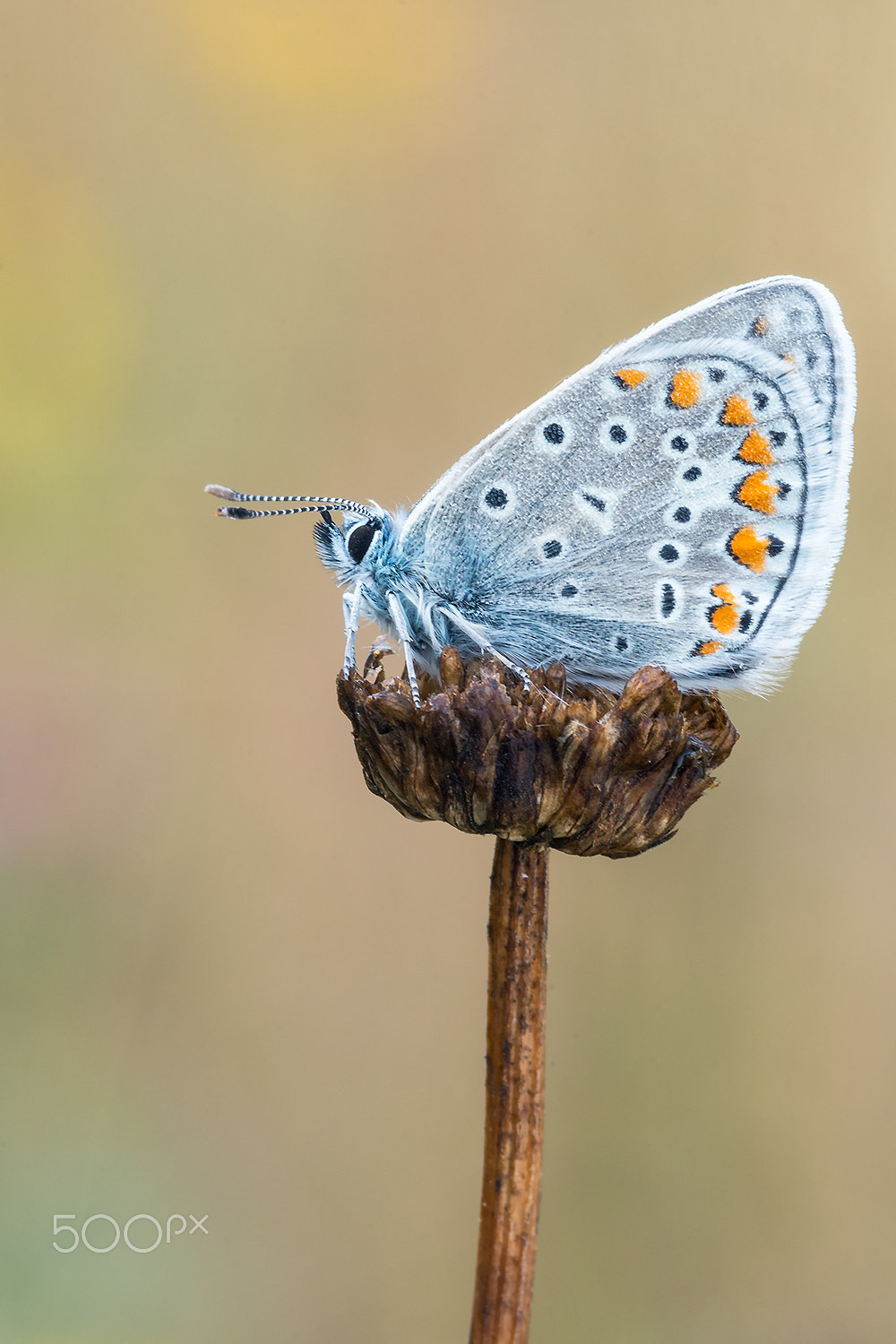 Sigma 150mm F2.8 EX DG Macro HSM sample photo. Common blue photography