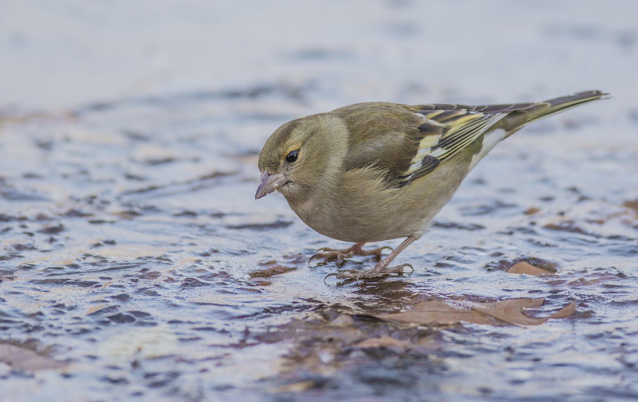 Nikon D7100 sample photo. Chaffinch on ice photography