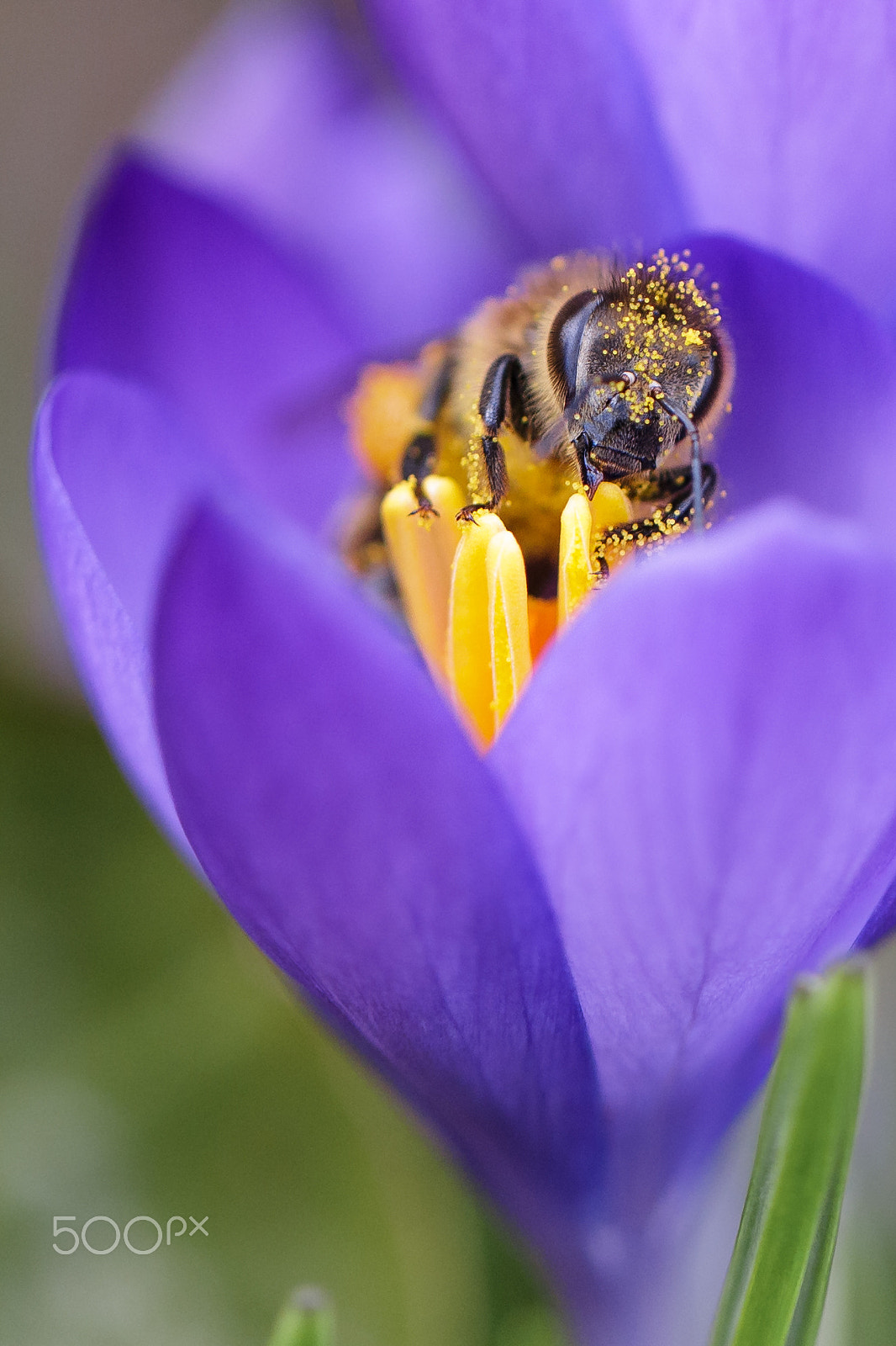 Canon EF 100mm F2.8L Macro IS USM sample photo. Bussy honeybee photography
