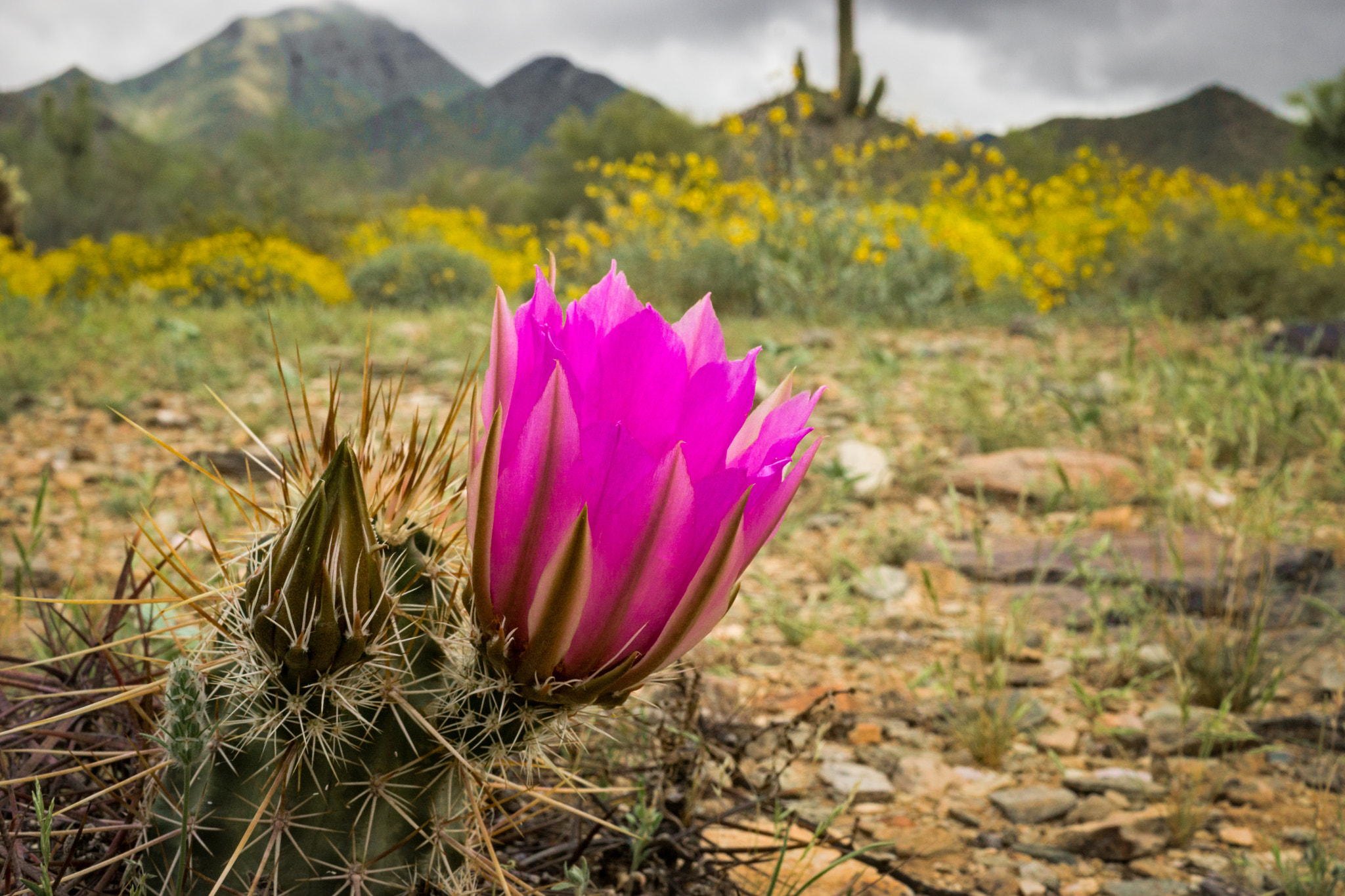 Sony a6000 + Sigma 30mm F2.8 EX DN sample photo. Cactus flower photography
