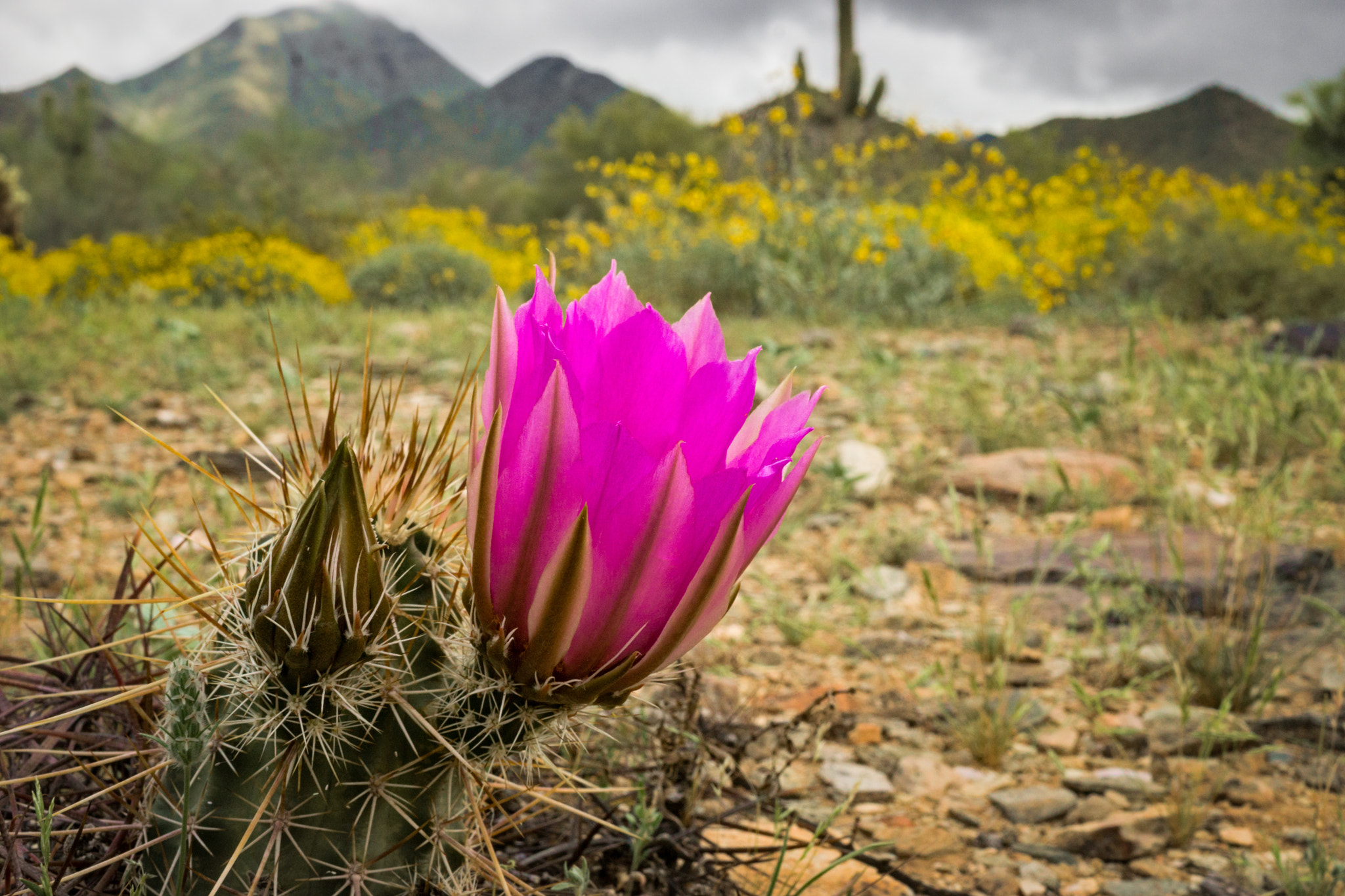 Sony a6000 sample photo. Cactus flower photography