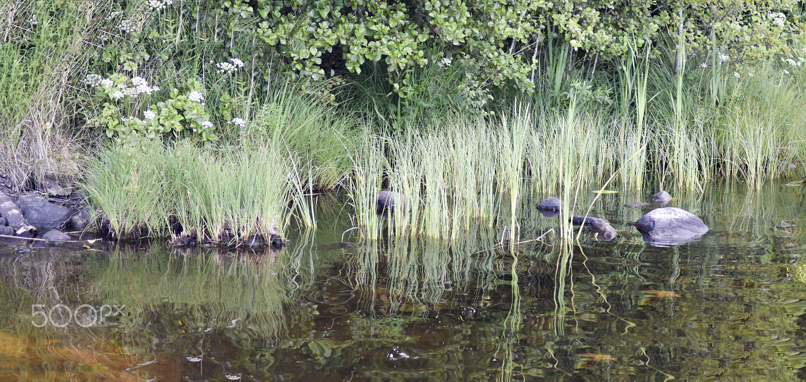 Nikon D5500 sample photo. Vid spexhultasjön photography