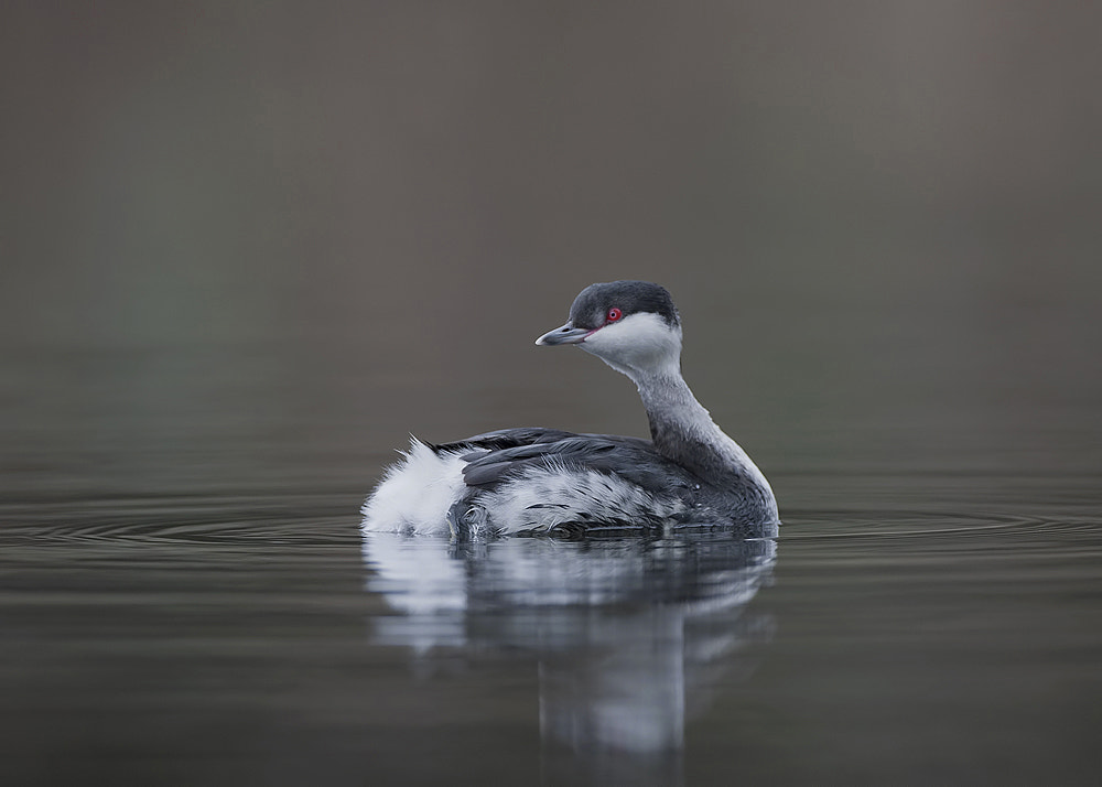 Canon EOS-1D Mark II N + Canon EF 500mm F4L IS USM sample photo. Slavonian grebe photography