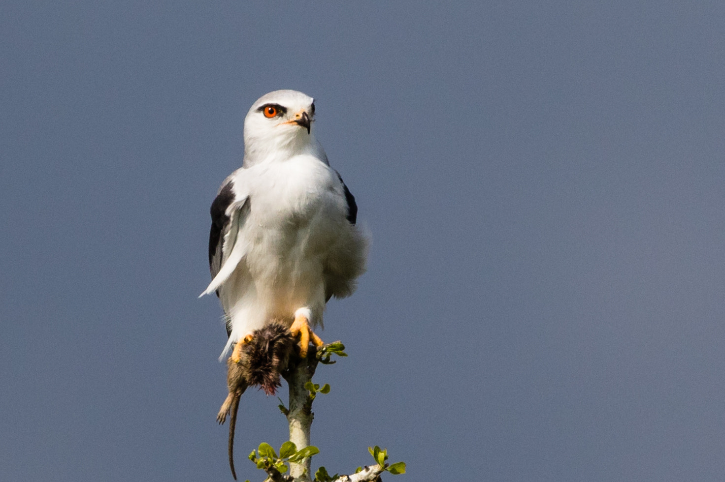 Canon EOS 7D Mark II sample photo. Black-shouldered kite with pray photography