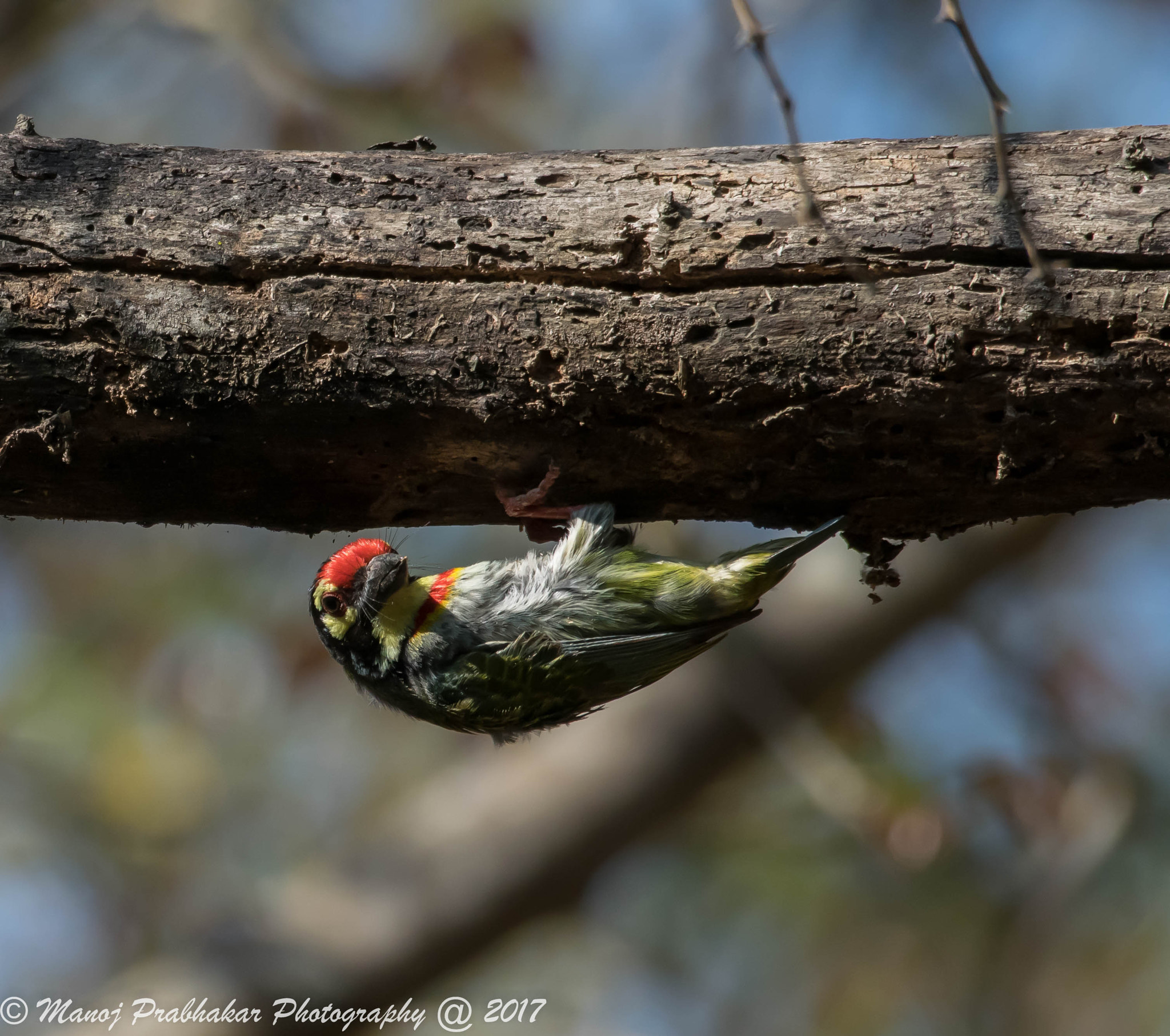Nikon AF-S Nikkor 200-500mm F5.6E ED VR sample photo. Coppersmith barbet photography
