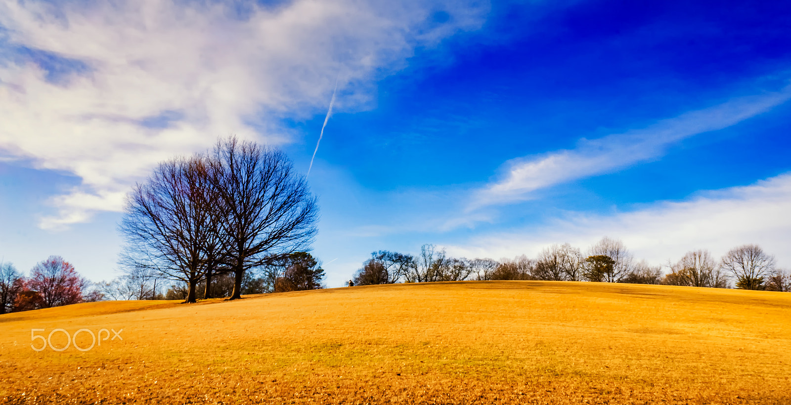 Sony Alpha a3000 sample photo. Tree on a hill photography