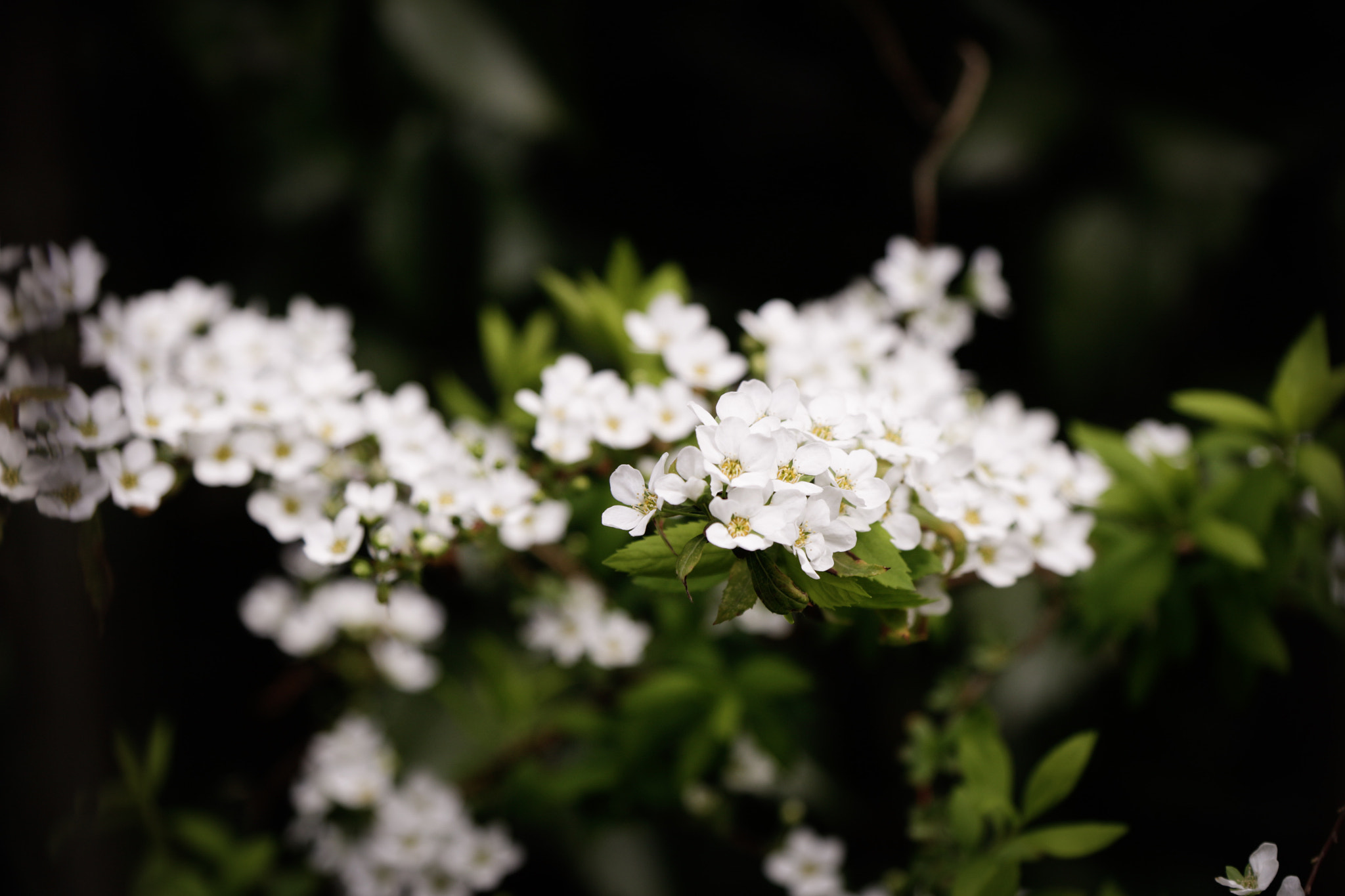 Canon EF-S 17-85mm F4-5.6 IS USM sample photo