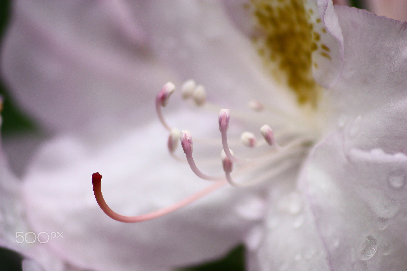 Sigma 70-300mm F4-5.6 APO DG Macro sample photo. Red and pink in increase. photography