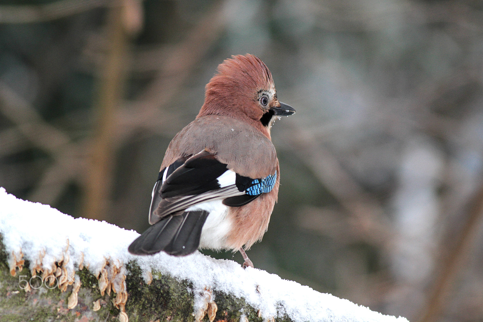 Canon EOS 7D + Canon EF 400mm F5.6L USM sample photo. Ready to spring - eurasian jay photography