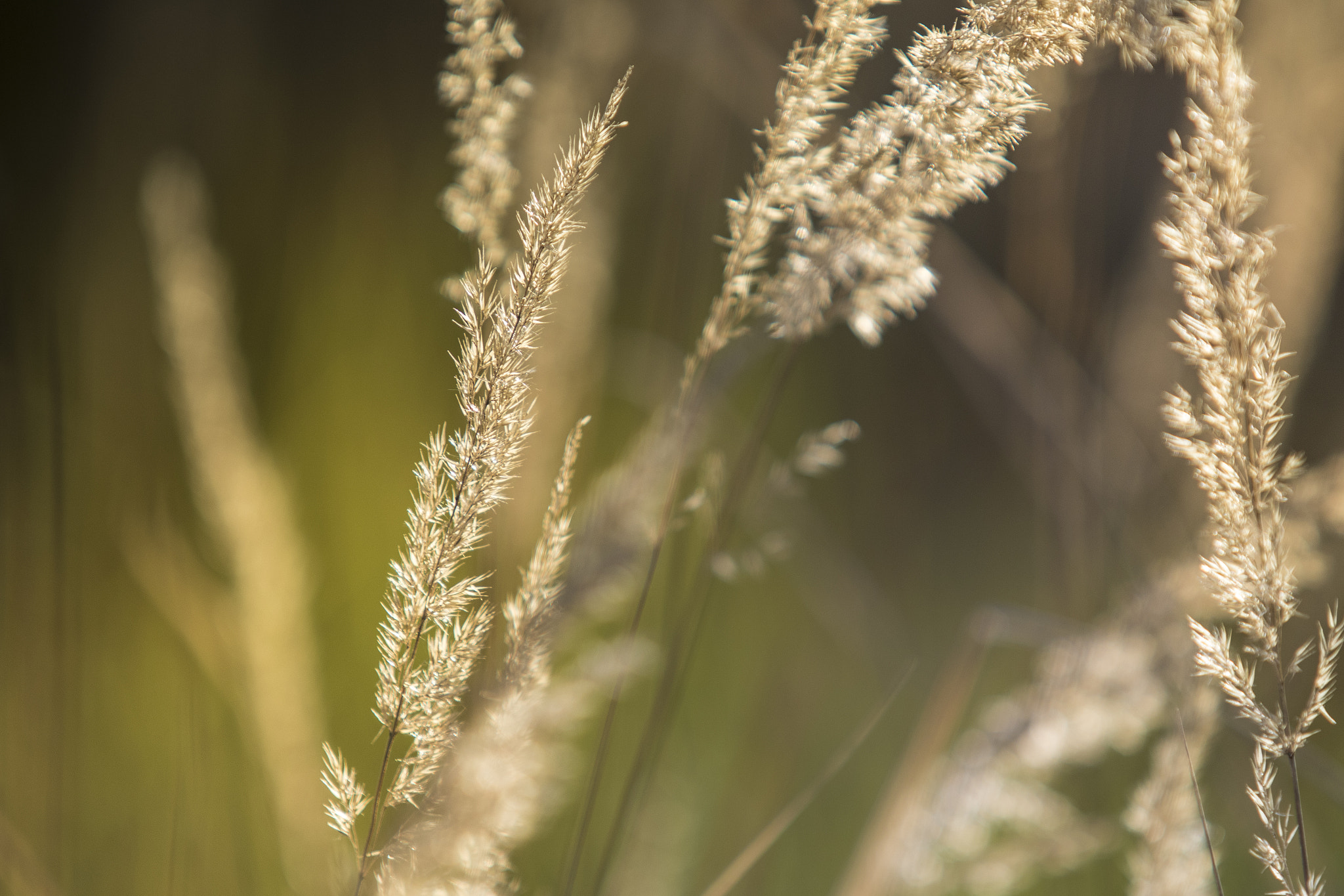 Canon EF 70-200mm F2.8L USM sample photo. Grass photography