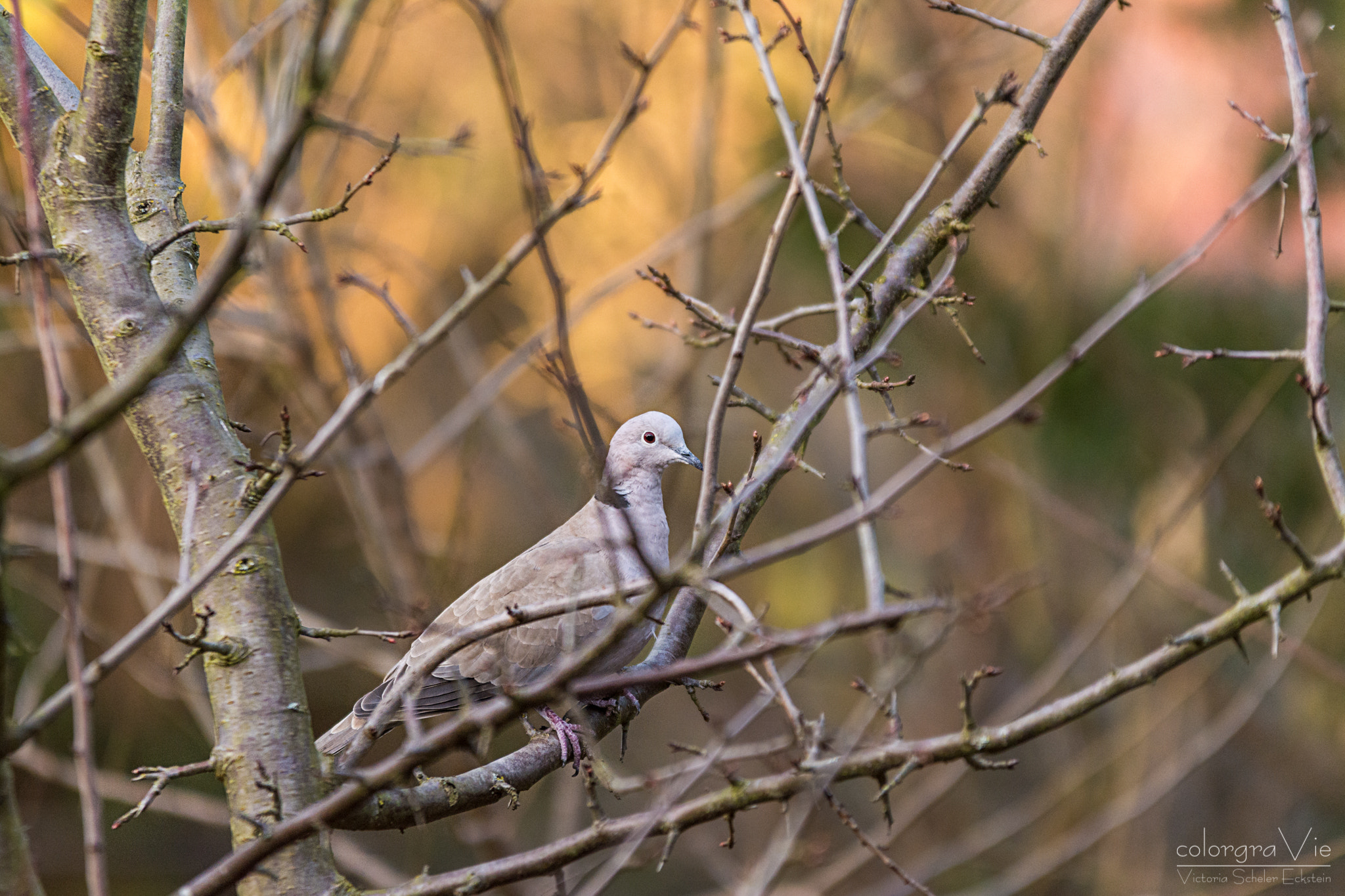 Nikon D5200 + Sigma 70-200mm F2.8 EX DG OS HSM sample photo. Collared dove photography