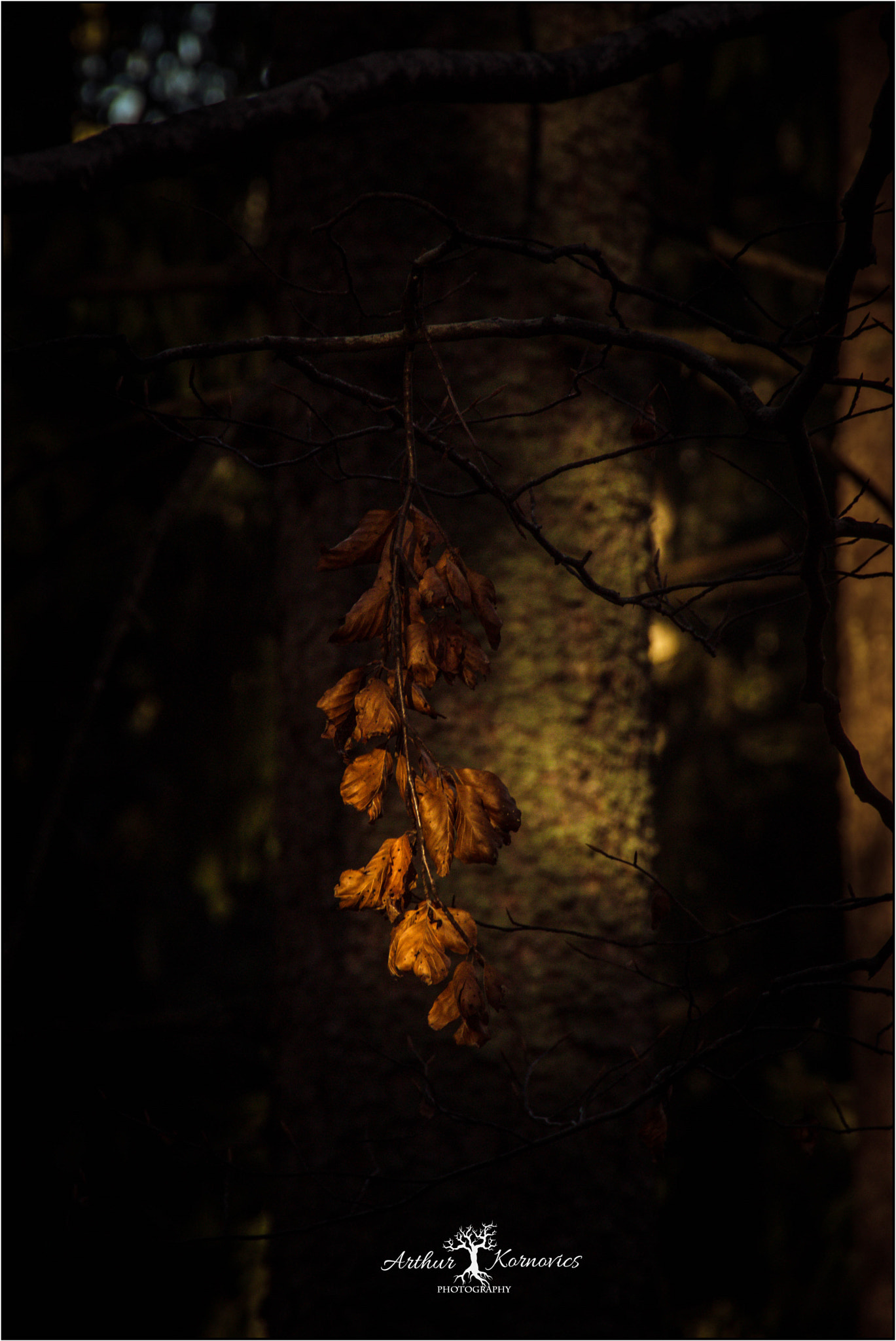 Sigma 18-250mm F3.5-6.3 DC OS HSM sample photo. Far up north there grows a tree it's splendour plain for you to see behold, the branches carry... photography