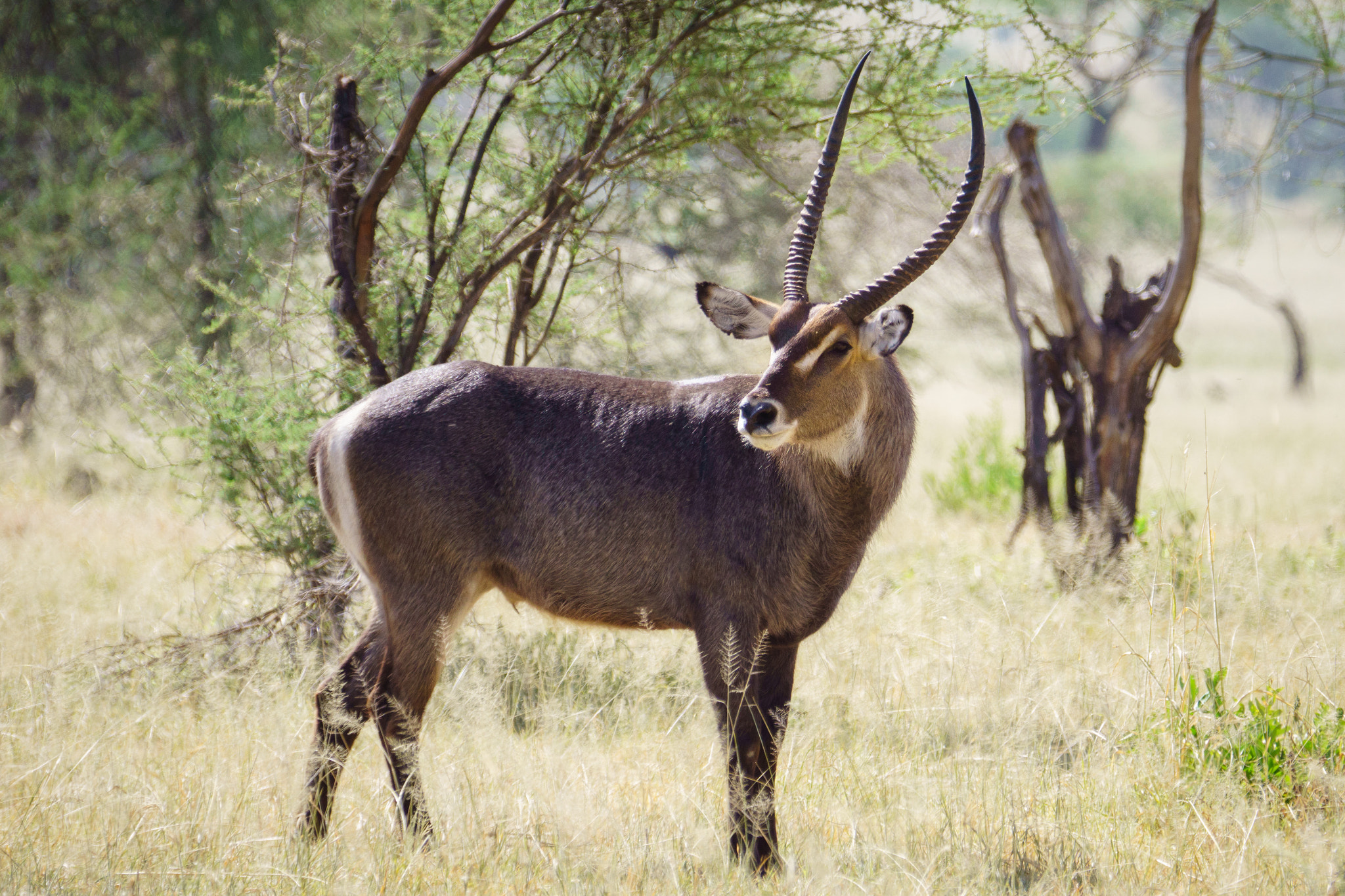 Sony 70-300mm F4.5-5.6 G SSM sample photo. Waterbuck photography