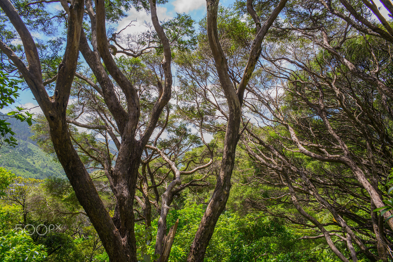 Summicron-M 1:2/35 ASPH. sample photo. View through the trees - wellington botanical garden, new zealand - december 2016 photography