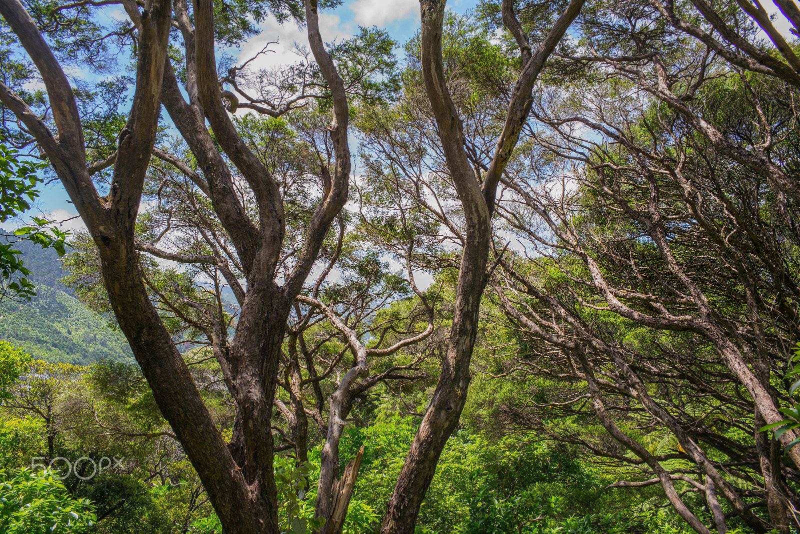 Leica M (Typ 240) + Summicron-M 1:2/35 ASPH. sample photo. View through the trees - wellington botanical garden, new zealand - december 2016 photography