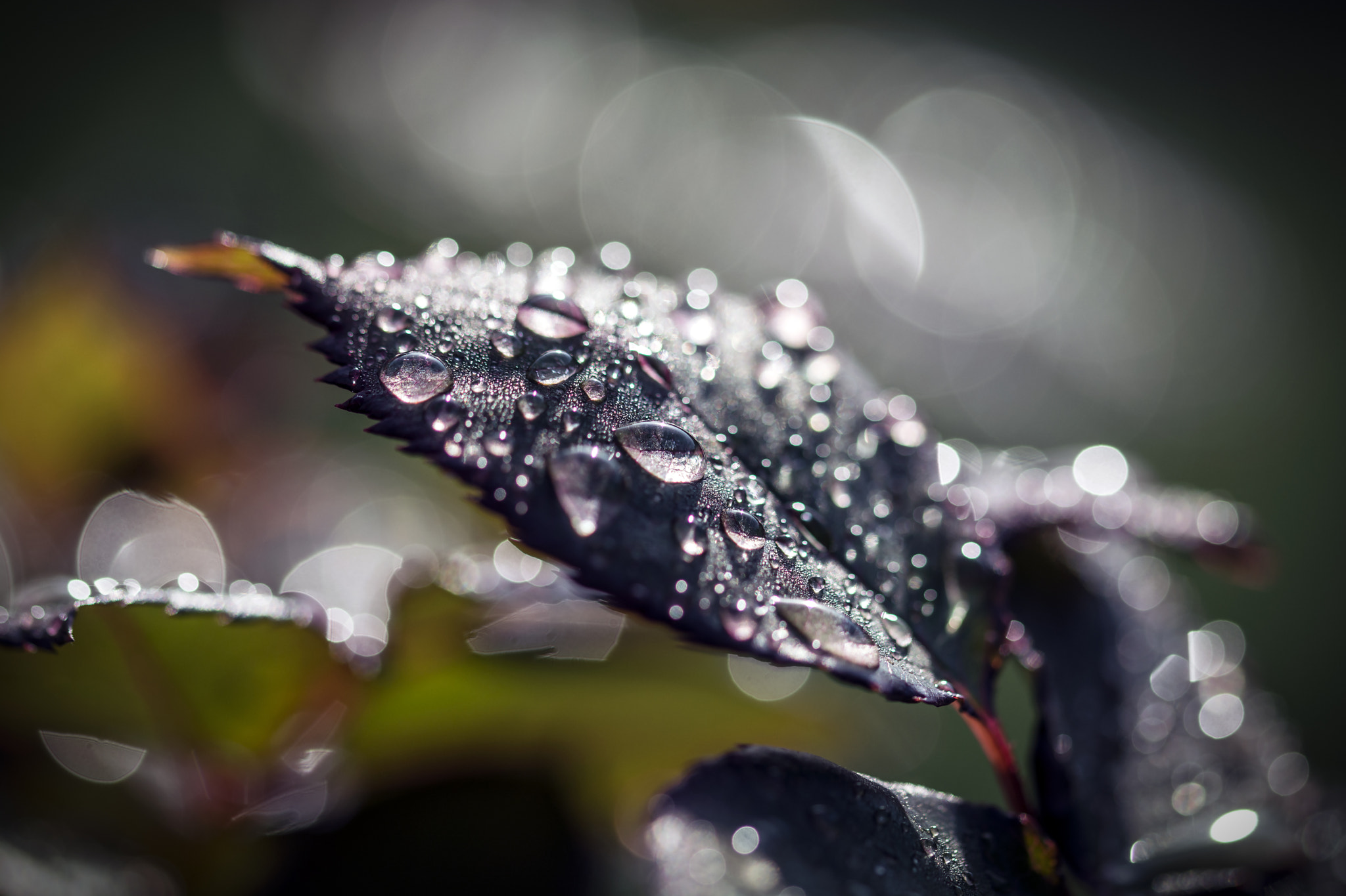 Sigma 105mm F2.8 EX DG OS HSM sample photo. Raindrops and bokeh 3 photography