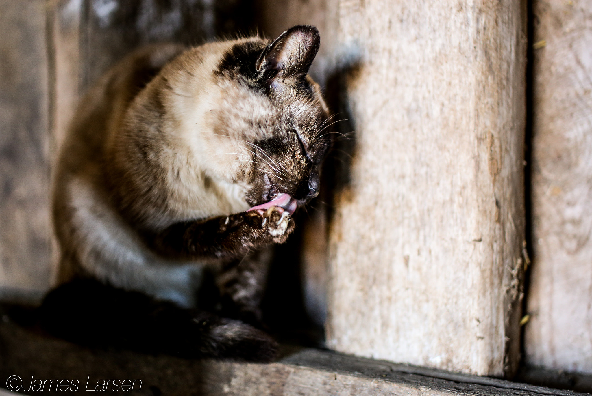 Canon EOS 6D + Tamron SP 45mm F1.8 Di VC USD sample photo. Farm cat licking it's paw photography