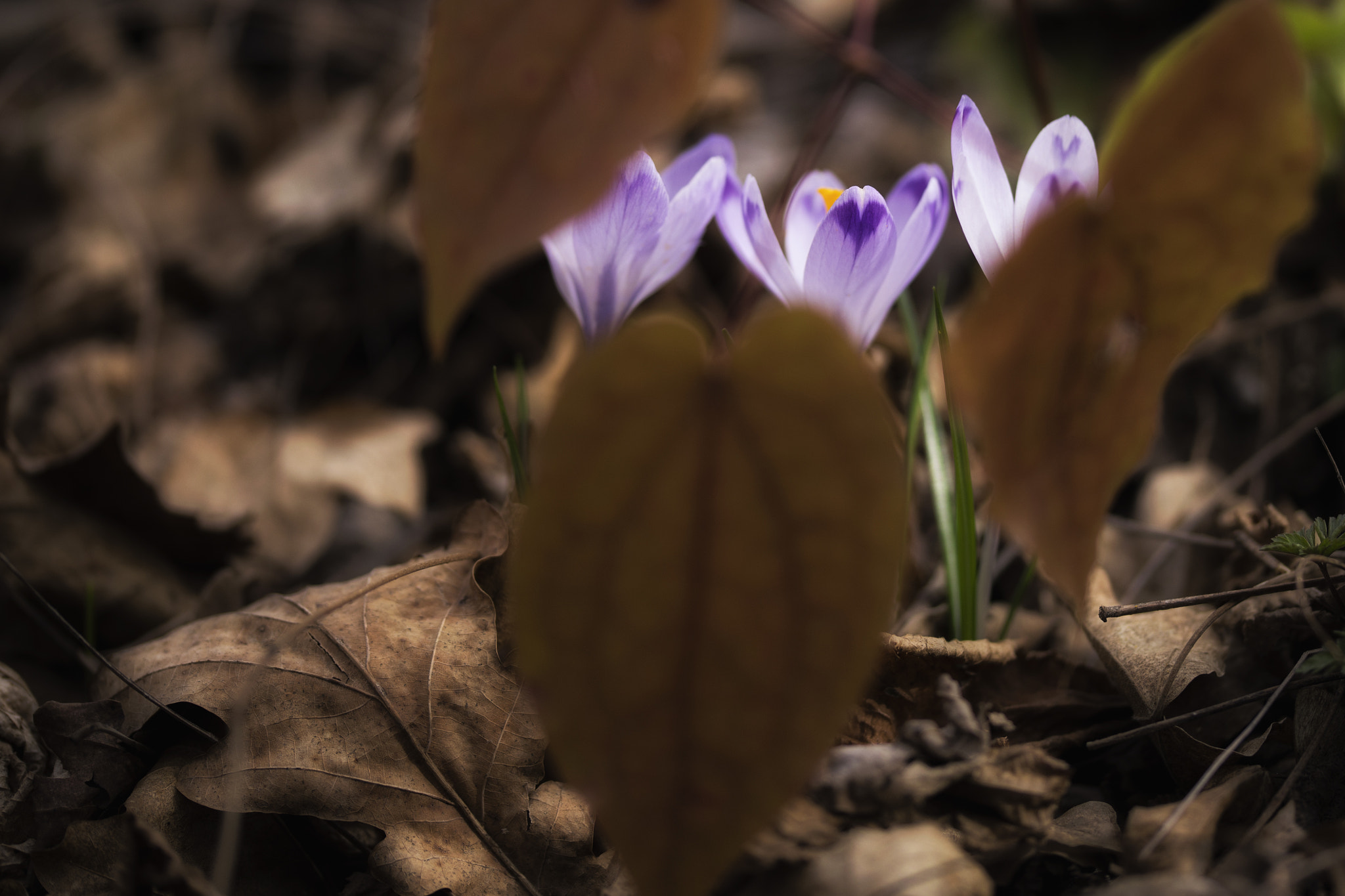 Sigma 105mm F2.8 EX DG OS HSM sample photo. Shy photography
