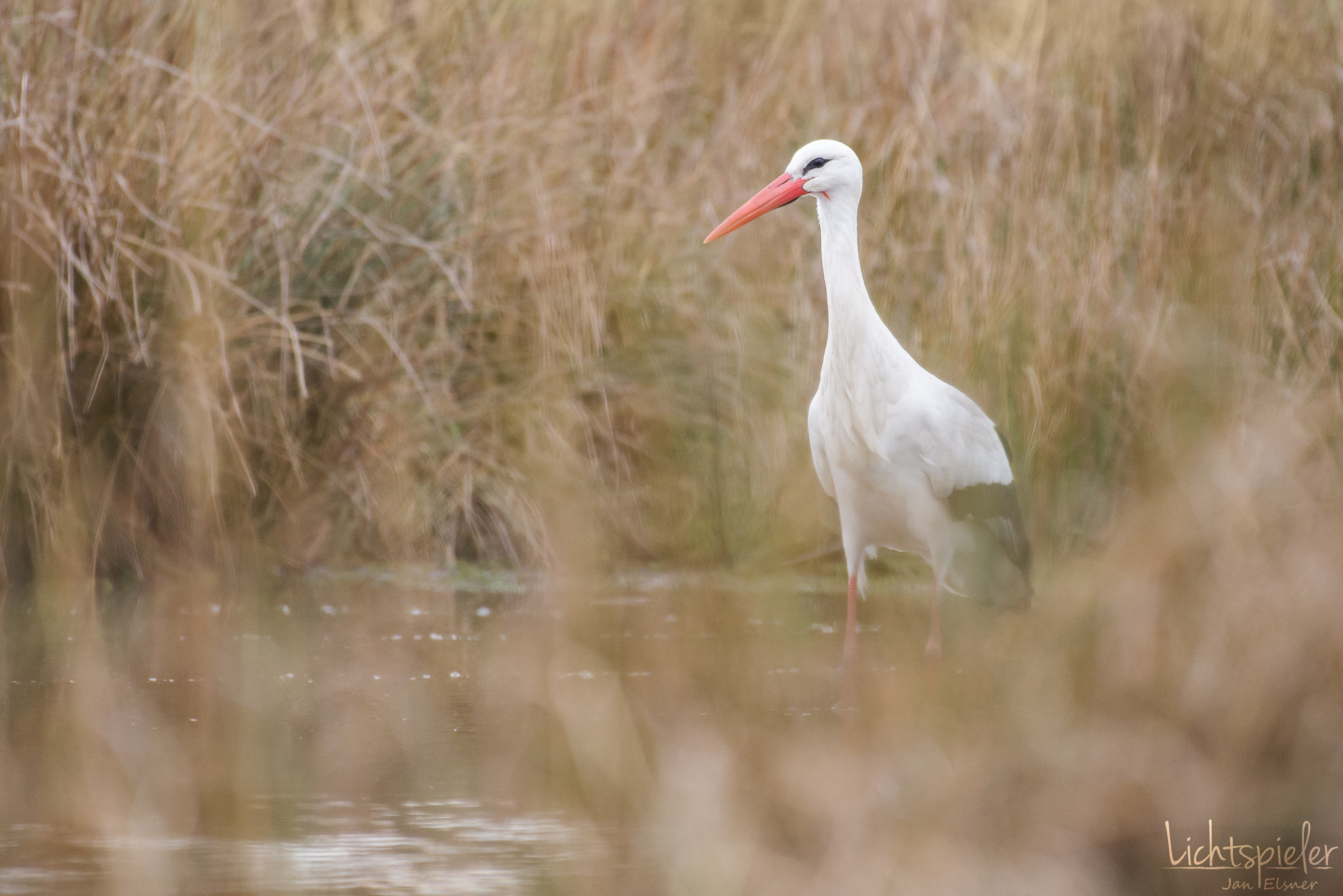 Nikon AF-S Nikkor 200-500mm F5.6E ED VR sample photo