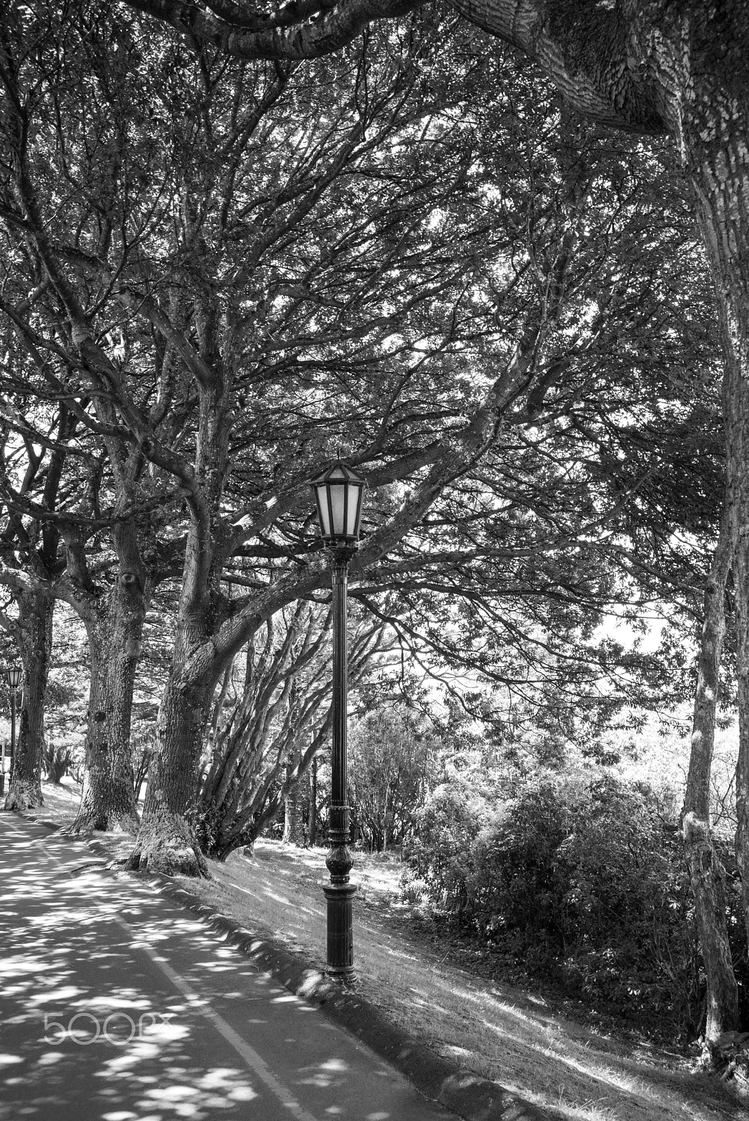 Summicron-M 1:2/35 ASPH. sample photo. Not quite narnia - lamppost in wellington botanical garden, december 2016 photography