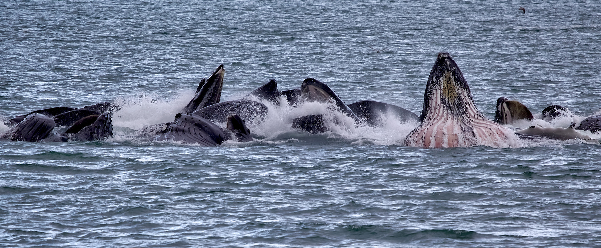 Canon EF 100-400mm F4.5-5.6L IS USM sample photo. "bubble feeding" photography