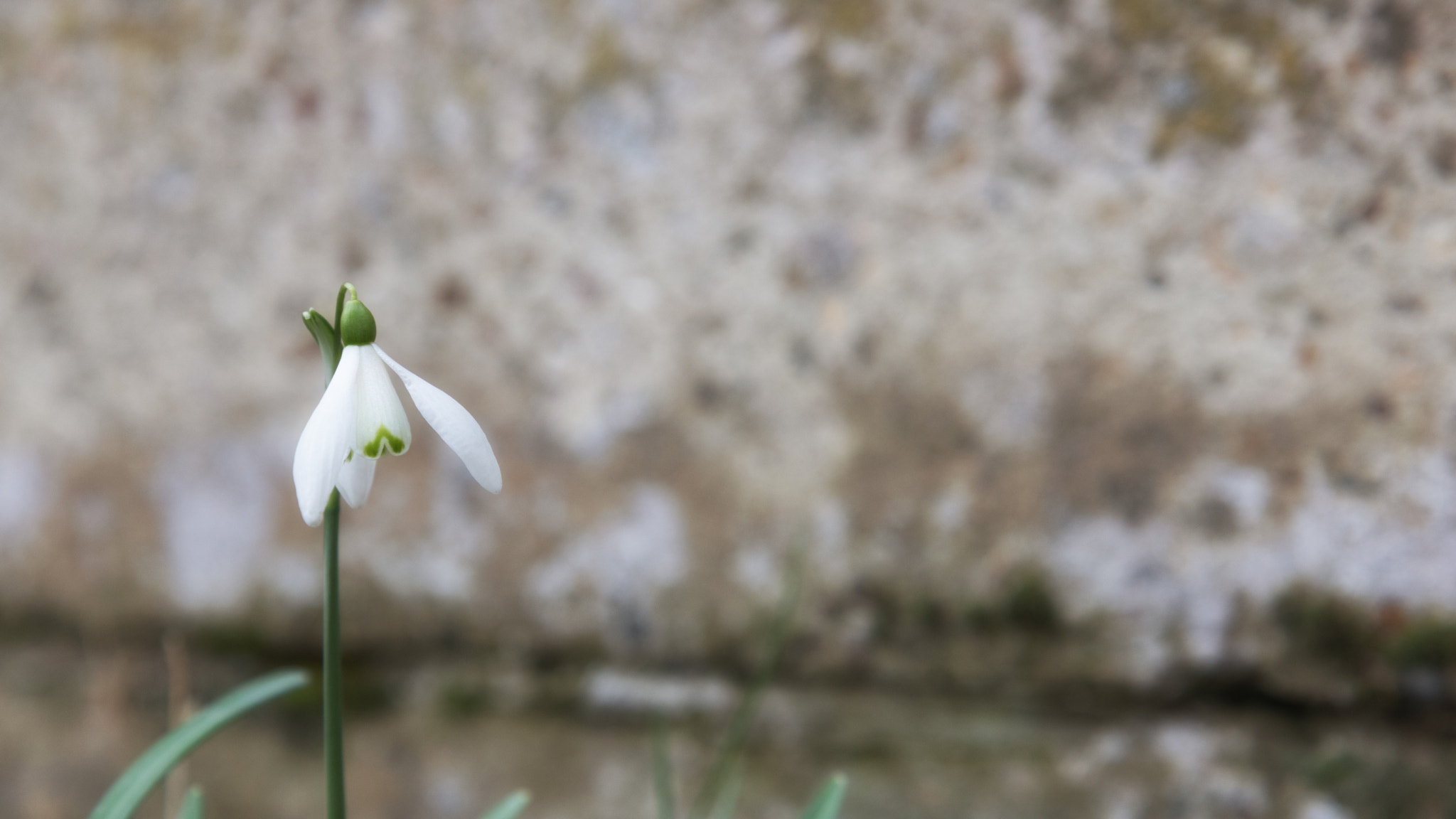 Canon EOS 750D (EOS Rebel T6i / EOS Kiss X8i) + Canon EF-S 17-55mm F2.8 IS USM sample photo. Snowdrop photography