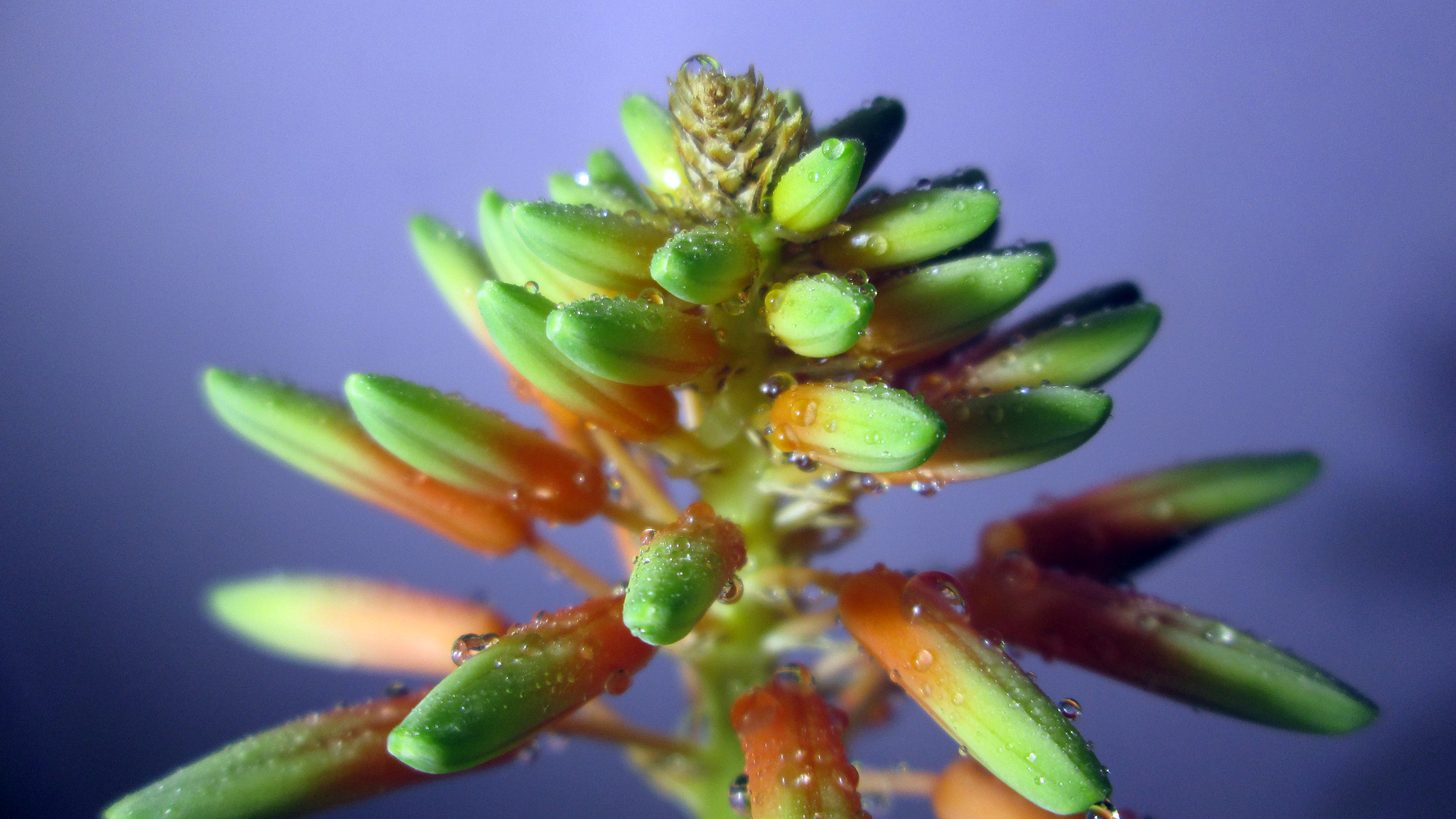 Canon PowerShot A1400 sample photo. Aloe vera flower photography