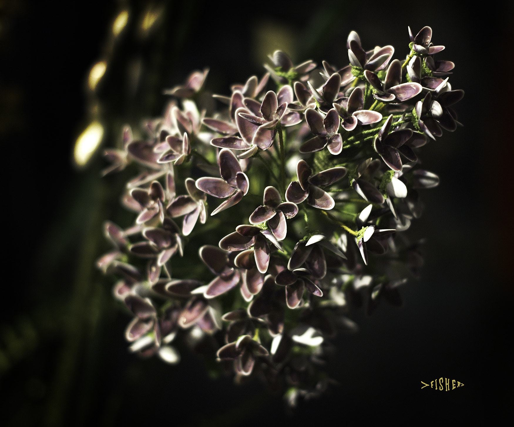 Canon EOS 760D (EOS Rebel T6s / EOS 8000D) sample photo. Shell flower #1 photography