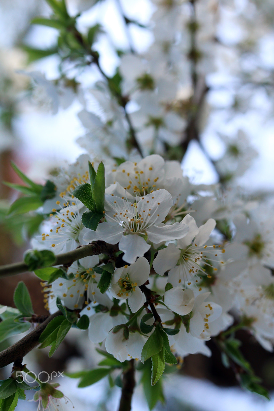 Canon EOS 760D (EOS Rebel T6s / EOS 8000D) + Canon EF 50mm F1.8 STM sample photo. Apple tree blossom photography