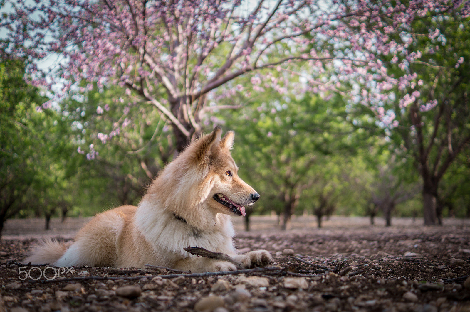 Sony SLT-A57 sample photo. Under the tree photography