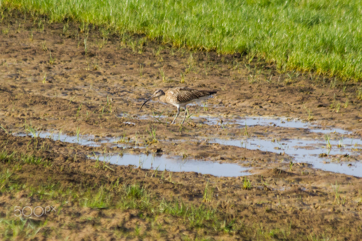Canon EF 70-300mm F4-5.6 IS USM sample photo. Grutto photography