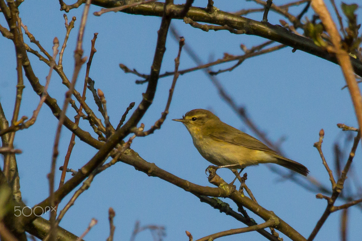 Canon EF 70-300mm F4-5.6 IS USM sample photo. Enjoying spring photography