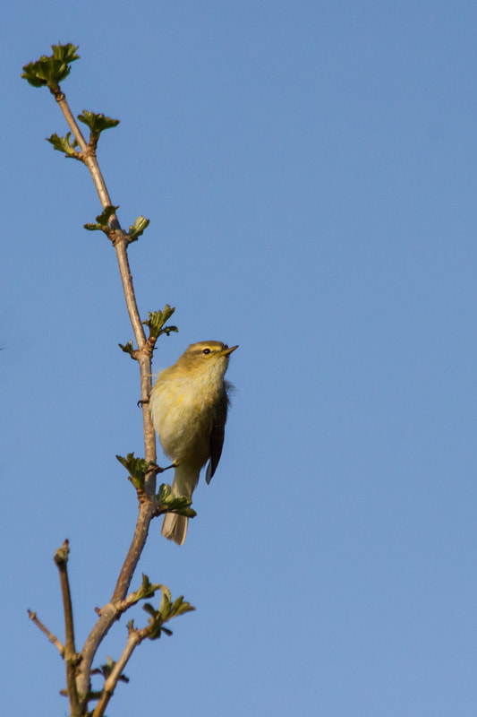Canon EF 70-300mm F4-5.6 IS USM sample photo. On the look-out for spring photography