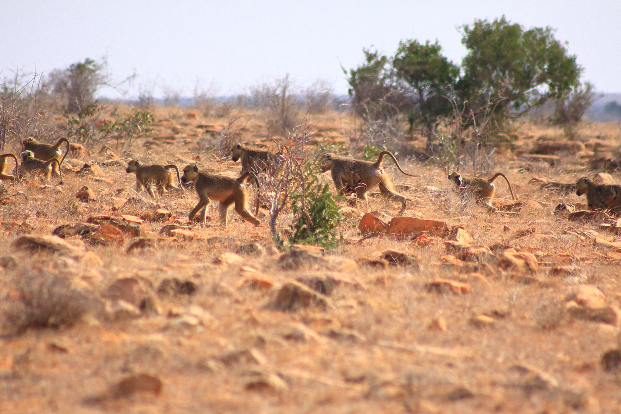 Canon EOS 50D sample photo. Kenia baboons photography