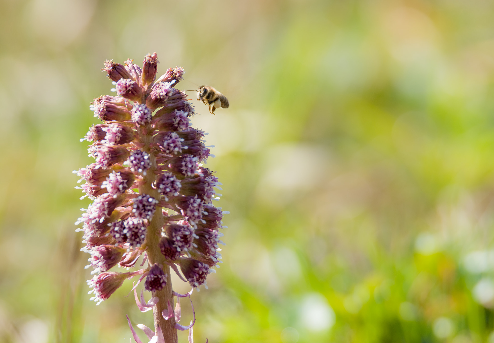 Nikon D500 sample photo. Buzzing around photography