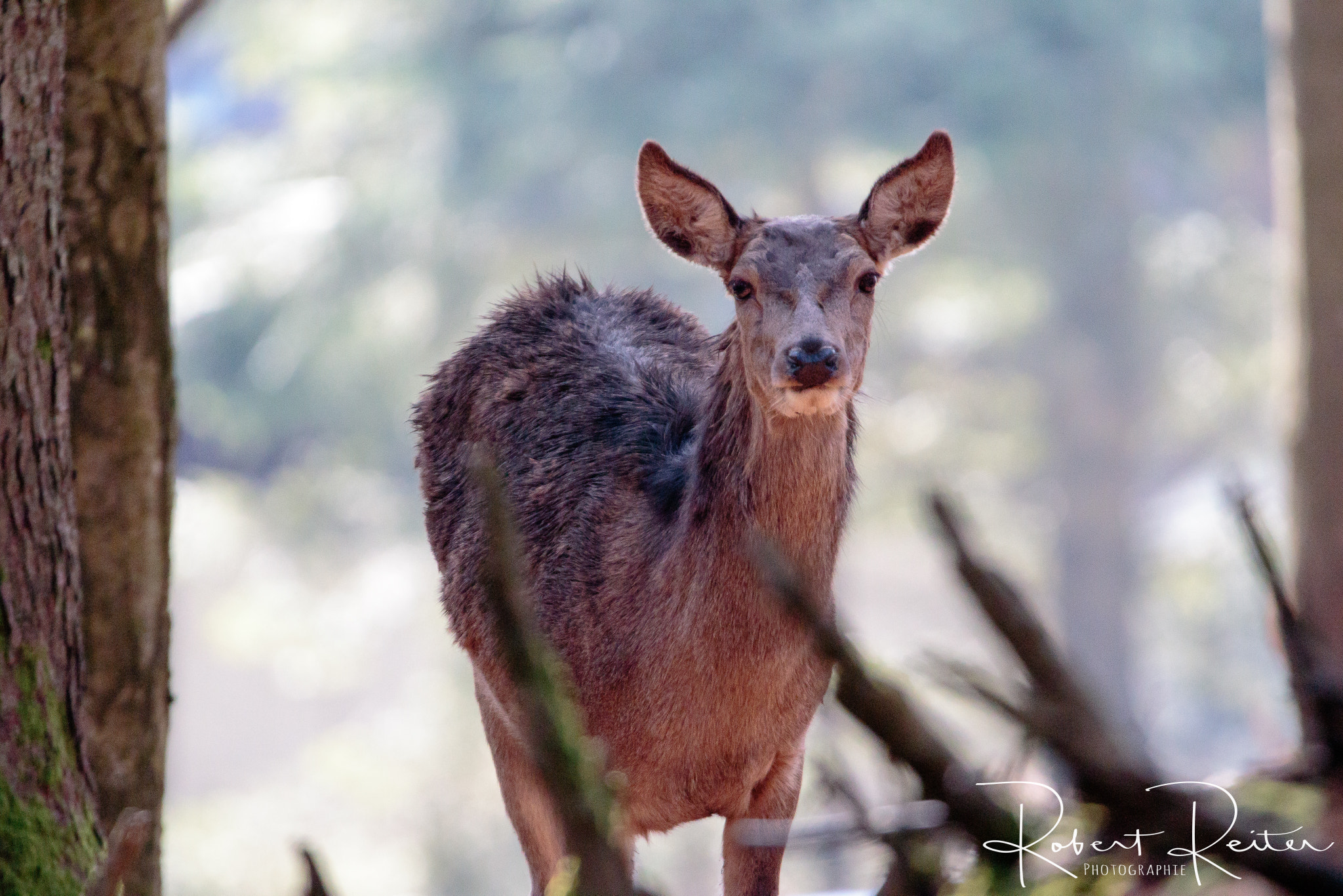 150-600mm F5-6.3 DG OS HSM | Sports 014 sample photo. Red deer photography