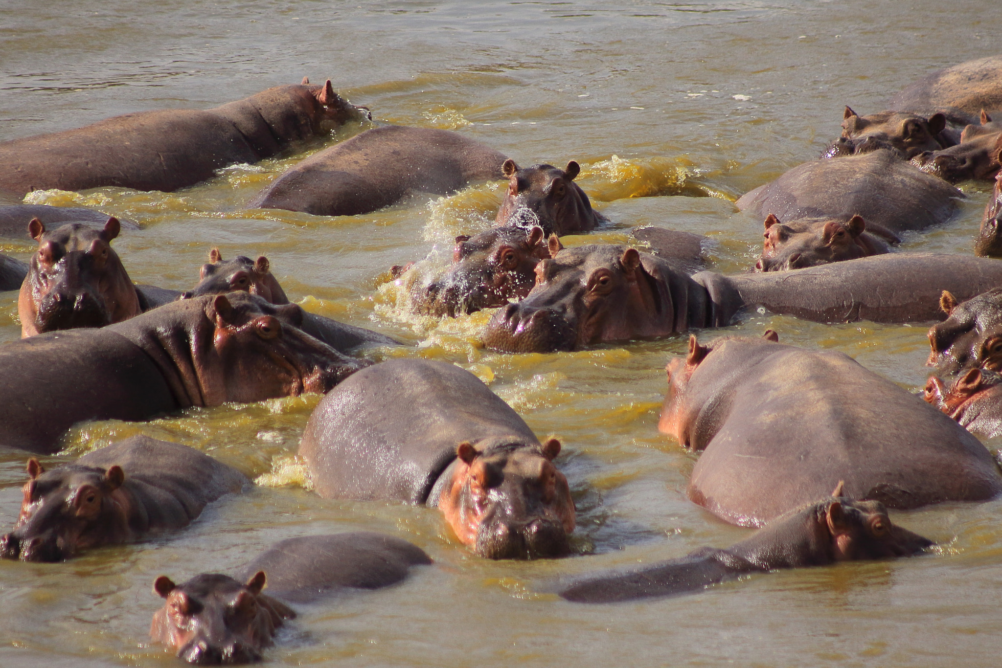 Canon EOS 50D + EF75-300mm f/4-5.6 sample photo. Kenia hippopotamus at river photography