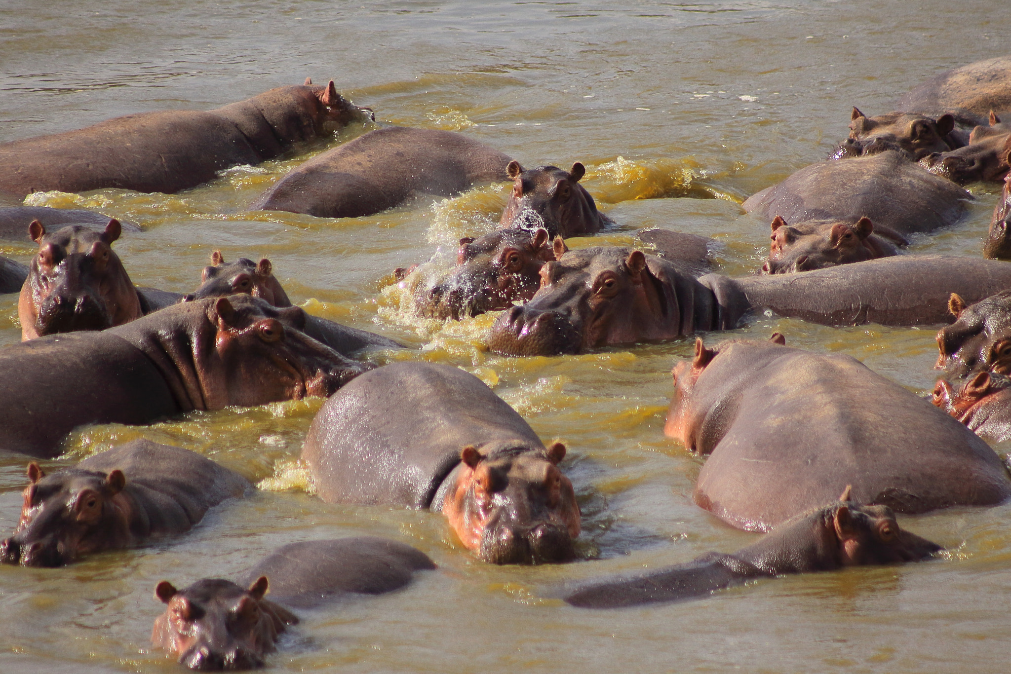 Canon EOS 50D sample photo. Kenia hippopotamus at river photography