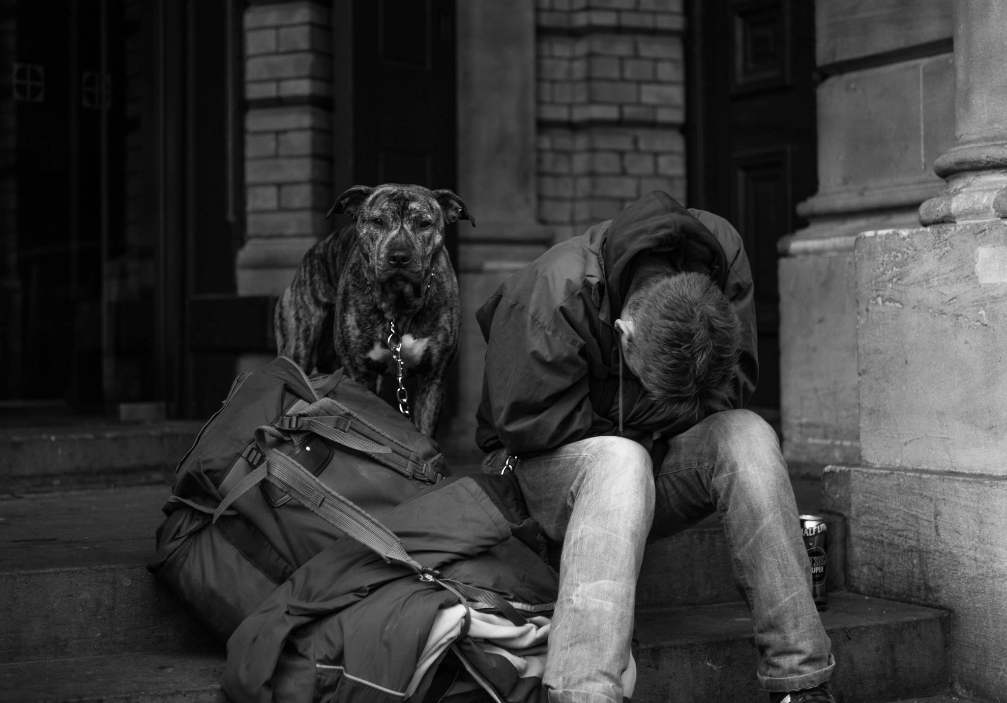 Summicron-M 1:2/50 sample photo. The littlest hobo photography